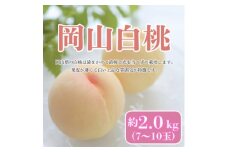 ＜2025年8月発送予定＞岡山白桃　約2.0kg(7～10玉)【1576280】