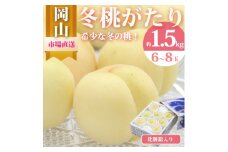 冬桃がたり 6～8玉(約1.5kg) 化粧箱入り_白桃 桃 もも 冬桃がたり ふゆももがたり 冬の桃 希少品種 希少 果物 フルーツ 贈答 ギフト 化粧箱 人気 岡山県 津山市 送料無料【1595624】
