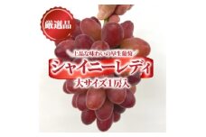 ＜きよとうファーム＞厳選品 赤色が美しい早生の葡萄シャイニーレディ1房/700g～(岡山県産)【1602099】