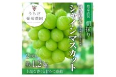 朝採りシャインマスカット2房入(約1.2kg)【1609771】