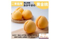 ご家庭用　おかやまの黄金桃　約1.3kg(5～6玉)【1614294】