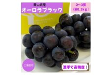 ご家庭用　岡山県産オーロラブラック(クール便)　約1.2kg(2～3房)【1614325】