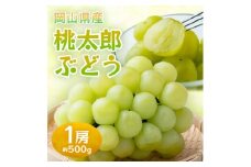 岡山県産桃太郎ぶどう　1房・約500g(クール便)【1614358】