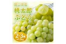 岡山県産桃太郎ぶどう　2～3房・約1.3kg(クール便)【1614361】