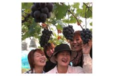 訳あり＜2025年度発送分＞早起き農家の直送便　ニューピオーネ2kg以上【1625970】