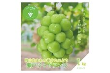 岡山　花笑み農園のブドウ『瀬戸ジャイアンツ』1kg(2房)　G-1＜9月下旬～順次発送＞【1628319】