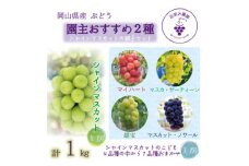 岡山　花笑み農園『園主おすすめぶどう2種セット』～シャインの親子セット～　2M-1SR　9月中下旬～【1629367】