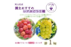岡山　花笑み農園『園主おすすめレアぶどう2種セット』～シャインの子供たち～　2M-1R　9月下旬～【1629377】