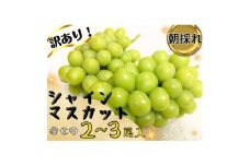 ＜2025年先行受付＞お試しフルーツ王国岡山シャインマスカット1.2kg以上!　朝採れぶどう2～3房【1633322】