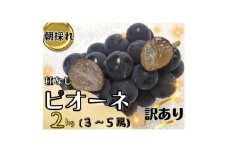 ＜2025年先行受付＞訳あり岡山県産ピオーネ2kg【1633341】