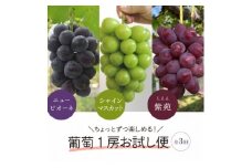 ＜発送月固定定期便＞葡萄1房お試し3回便 ピオーネ・シャインマスカット・紫苑(岡山県産)全3回【4061983】