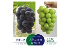 ＜発送月固定定期便＞＜きよとうファーム＞ピオーネとシャインマスカットの1房ずつのお試し便!全2回【4065360】