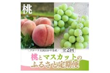 ＜発送月固定定期便＞＜きよとうファーム＞桃とシャインマスカットが産地直送で届く!ご家庭用定期便全2回【4065365】