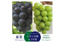 ＜発送月固定定期便＞＜きよとうファーム＞藤稔とシャインマスカットの1房お試し2回便(岡山県産)全2回【4065820】