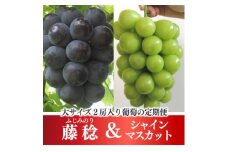 ＜発送月固定定期便＞＜きよとうファーム＞大きな藤稔とシャインマスカットの満足2回便!全2回【4066248】