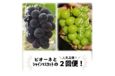 ＜発送月固定定期便＞ピオーネとシャインマスカットのずっしり大サイズ2房が届く(岡山県産)全2回【4067477】