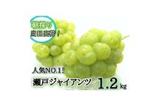 ＜産地直送＞フルーツ王国岡山　朝採り新鮮!人気ぶどう瀬戸ジャイアンツ1.2kg(2～3房)【1647732】