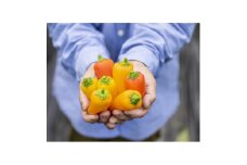 季節のおまかせ野菜セット【1643879】