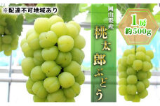 ぶどう 2025年 先行予約 桃太郎 ぶどう 1房 約500g ブドウ 葡萄  岡山県産 国産 フルーツ 果物 ギフト