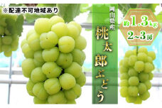 ぶどう 2025年 先行予約 桃太郎 ぶどう約1.3kg 2～3房 ブドウ 葡萄  岡山県産 国産 フルーツ 果物 ギフト