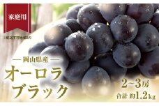 ぶどう 2025年 先行予約 ご家庭用 オーロラブラック 2～3房 合計約1.2kg ブドウ 葡萄  岡山県産 国産 フルーツ 果物 ギフト