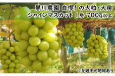 ぶどう 2025年 先行予約 黒川農園 自慢 ! の 大粒 大房 シャイン マスカット 1房 700g以上 ブドウ 葡萄  岡山県産 国産 フルーツ 果物 ギフト