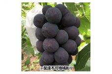 ぶどう 2024年 先行予約 ニュー ピオーネ 約2kg 3～4房 ブドウ 葡萄  岡山県産 国産 フルーツ 果物 ギフト 丘の上のぶどう畑