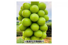 ぶどう 2024年 先行予約 シャイン マスカット 約2kg 2～4房 ブドウ 葡萄  岡山県産 国産 フルーツ 果物 ギフト 丘の上のぶどう畑
