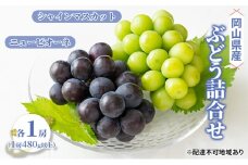 ぶどう 2025年 先行予約 詰合せ ニュー ピオーネ 1房（1房480g以上） シャイン マスカット 1房（1房480g以上） ブドウ 葡萄  岡山県産 国産 フルーツ 果物 ギフト