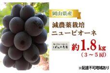 ぶどう 2025年 先行予約 ニュー ピオーネ 約1.8kg 3～5房 減農薬栽培 ブドウ 葡萄  岡山県産 国産 フルーツ 果物 ギフト ばんの農園