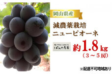 ぶどう 2025年 先行予約 ニュー ピオーネ 約1.8kg 3～5房 減農薬栽培 ブドウ 葡萄  岡山県産 国産 フルーツ 果物 ギフト ばんの農園