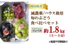 ぶどう 2025年 先行予約 旬のぶどう食べ比べセット 約1.8kg 3～5房 減農薬／ハウス栽培 ブドウ 葡萄  岡山県産 国産 フルーツ 果物 ギフト ばんの農園