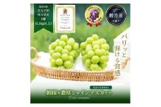 ぶどう 2025年 先行予約 シャイン マスカット 2房（合計1.3kg以上）贈答クラス  ブドウ 葡萄  岡山県産 国産 フルーツ 果物 ギフト OEC KINGDOM ぶどう家
