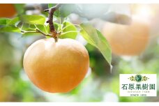 梨 2025年 先行予約 あたご梨 4～9玉 合計約4kg 化粧箱 【11月下旬～12月中旬頃発送】ナシ なし 岡山県産 国産 フルーツ 果物 ギフト 石原果樹園
