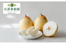 梨 2025年 先行予約 鴨梨（ヤーリー）5～10玉 合計約3kg 贈答箱 【11月下旬～12月中旬頃発送】ナシ なし 岡山県産 国産 フルーツ 果物 ギフト 石原果樹園