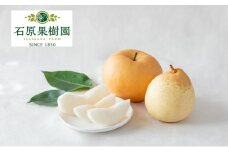 梨 2025年 先行予約 あたご梨・鴨梨（ヤーリー）詰合せ 合計約4.5kg あたご2～3玉 鴨梨3～6玉 贈答箱【11月下旬～12月中旬頃発送】ナシ なし 岡山県産 国産 フルーツ 果物 ギフト 石原果樹園