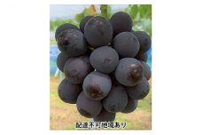ぶどう 2025年 先行予約 ニュー ピオーネ 2房 合計1.2kg以上 ブドウ 葡萄  岡山県産 国産 フルーツ 果物 ギフト 河本農園