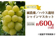 ぶどう 2025年 先行予約 シャイン マスカット 1房 約600g  減農薬／ハウス栽培 ブドウ 葡萄  岡山県産 国産 フルーツ 果物 ギフト ばんの農園