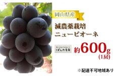 ぶどう 2025年 先行予約 ニュー ピオーネ 1房 約600g  減農薬栽培 ブドウ 葡萄  岡山県産 国産 フルーツ 果物 ギフト  ばんの農園