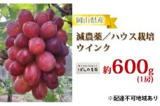 ぶどう 2025年 先行予約 ぶどう ウインク 1房 約600g  減農薬／ハウス栽培 ブドウ 葡萄  岡山県産 国産 フルーツ 果物 ギフト ばんの農園