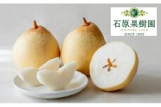 梨 2025年 先行予約 備前乙女梨（鴨梨） 3～4玉 合計約2kg【11月下旬～12月中旬頃発送】ナシ なし 岡山県産 国産 フルーツ 果物 ギフト 石原果樹園