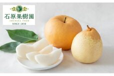 梨 2025年 先行予約 備前横綱梨（あたご梨）1玉 (1～1.4kg)・備前乙女梨（鴨梨） 3～5玉 詰合せ 合計約3.0kg【11月下旬～12月中旬頃発送】 岡山県産 フルーツ ギフト 石原果樹園