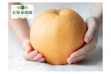 梨 2025年 先行予約 備前横綱梨（あたご梨） 1玉 (1～1.4kg) 贈答箱 【11月下旬～12月中旬頃発送】ナシ なし 岡山県産 国産 フルーツ 果物 ギフト 石原果樹園