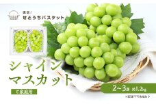 ぶどう 2025年 先行予約 ご家庭用 シャイン マスカット 2～3房 約1.2kg ブドウ 葡萄  岡山県産 国産 フルーツ 果物 直送！せとうちバスケット