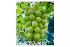 ぶどう 2025年 先行予約 シャイン マスカット 1房 700g以上 ブドウ 葡萄  岡山県産 国産 フルーツ 果物 ギフト 河本農園