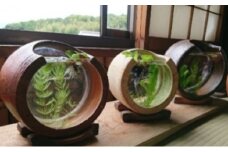 【東児の花窯】備前焼　めだか鉢　ベージュ　緋襷（ひだすき）
