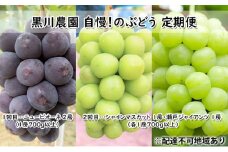 ぶどう 2025年 先行予約 定期便 2回 先行予約 黒川農園 自慢！の 大粒 大房 ニューピオーネ 2房 シャインマスカット 1房 瀬戸ジャイアンツ 1房 詰め合わせ （各1房700g以上）フルーツ 果物 ギフト　 　