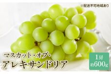 ぶどう 2025年 先行予約 マスカット ・オブ・アレキサンドリア 約600g×1房 ブドウ 葡萄  岡山県産 国産 フルーツ 果物 ギフト