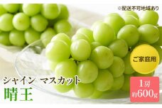 ぶどう 2025年 先行予約 ご家庭用 シャイン マスカット 晴王 約600g×1房 ブドウ 葡萄  岡山県産 国産 フルーツ 果物