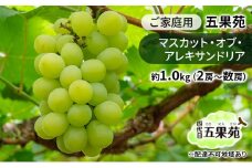 ぶどう 2025年 先行予約 ご家庭用 マスカット・オブ・アレキサンドリア 約1.0kg（2房～数房） ぶどう フルーツ 果物 岡山 五果苑